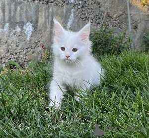 Photo №2 to announcement № 155983 for the sale of maine coon - buy in Russian Federation from nursery