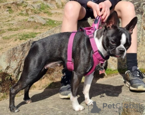 Photo №2 to announcement № 62813 for the sale of boston terrier - buy in Russian Federation 