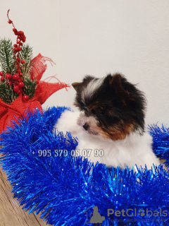 Photo №2 to announcement № 85063 for the sale of beaver yorkshire terrier - buy in Georgia private announcement, from nursery