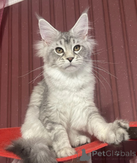 Photo №1. maine coon - for sale in the city of Bellaire | 750$ | Announcement № 161672