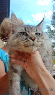 Photo №2 to announcement № 149425 for the sale of maine coon - buy in Russian Federation from nursery