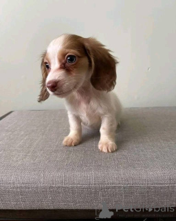 Photo №2 to announcement № 161308 for the sale of  - buy in Germany 