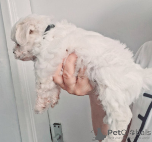 Photo №4. I will sell maltese dog in the city of Abu Dhabi. breeder - price - 600$