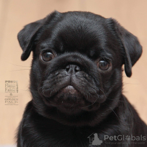 Photo №2 to announcement № 11248 for the sale of pug - buy in Ukraine from nursery