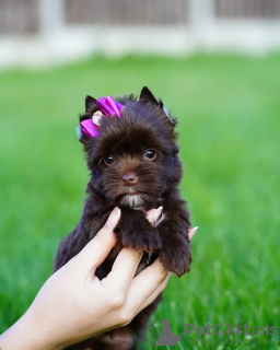 Photo №3. Toilet trained yorkshire. Spain