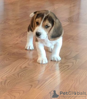 Photo №1. beagle - for sale in the city of Dusseldorf | Is free | Announcement № 123640