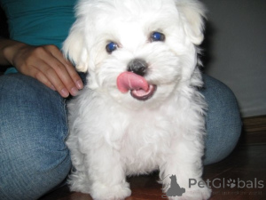Photo №1. maltese dog - for sale in the city of Berlin | Is free | Announcement № 139939