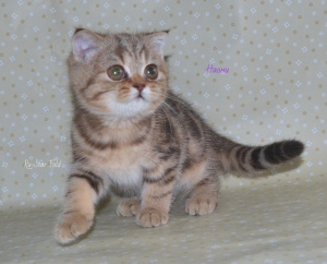 Photo №1. scottish fold - for sale in the city of Moscow | 246$ | Announcement № 3291