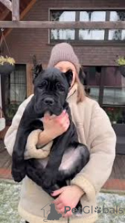 Photo №2 to announcement № 164216 for the sale of cane corso - buy in United Kingdom private announcement, breeder