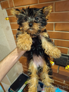 Photo №3. Miniature York girl.. Latvia