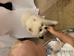 Photo №2 to announcement № 35906 for the sale of pomeranian - buy in Switzerland private announcement