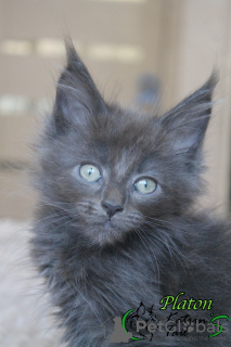 Photo №1. maine coon - for sale in the city of St. Petersburg | 586$ | Announcement № 43379