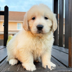 Photo №1. golden retriever - for sale in the city of Los Angeles | 700$ | Announcement № 127691