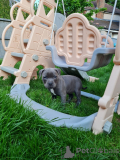 Photo №4. I will sell staffordshire bull terrier in the city of London. private announcement - price - 473$