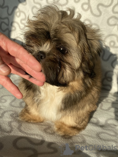 Photo №1. shih tzu - for sale in the city of Ozorków | 303$ | Announcement № 35915