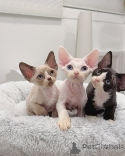 Photo №1. devon rex - for sale in the city of Helsinki | negotiated | Announcement № 161178