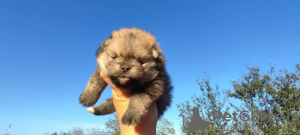 Additional photos: Pomeranian puppies