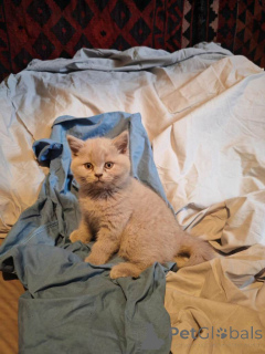 Photo №4. I will sell british shorthair in the city of Alsdorf. private announcement - price - 392$