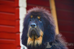 Photo №4. I will sell tibetan mastiff in the city of Zhodino. private announcement - price - 387$