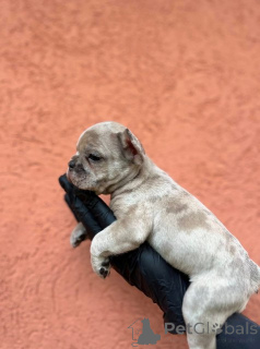 Photo №3. Exotic French Bulldog Balkan puppies in TOP quality. Serbia