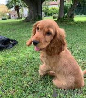 Photo №4. I will sell english cocker spaniel in the city of Antwerp. private announcement, breeder - price - 723$