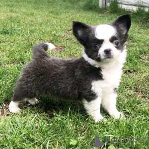 Photo №1. chihuahua - for sale in the city of Jönköping | 485$ | Announcement № 13388