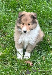 Photo №1. shetland sheepdog - for sale in the city of Vienna | 723$ | Announcement № 165439
