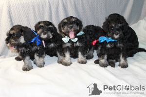 Photo №2 to announcement № 56036 for the sale of schnauzer - buy in Russian Federation breeder