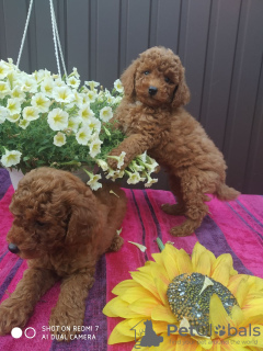 Additional photos: Toy poodle puppies (Red brown). We sell mini toy poodle puppies.