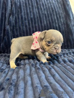Photo №2 to announcement № 149554 for the sale of french bulldog - buy in United States private announcement