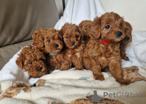 Photo №1. cavalier king charles spaniel - for sale in the city of Hockenheim | 465$ | Announcement № 171442