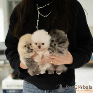 Photo №1. pomeranian - for sale in the city of Paris | negotiated | Announcement № 85566