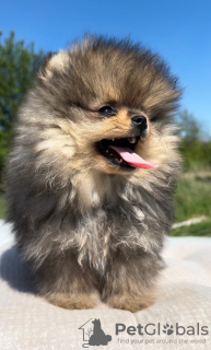 Additional photos: Pomeranian (BOO) male and female