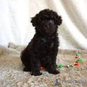 Photo №3. Pudelwelpen zu verkaufen. Austria