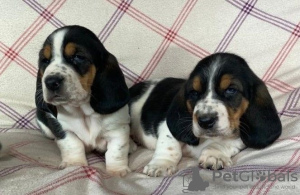 Photo №1. basset hound - for sale in the city of Warsaw | 317$ | Announcement № 57375