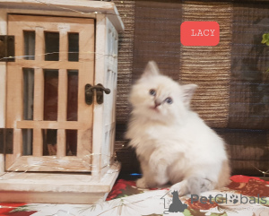 Photo №1. ragdoll - for sale in the city of INGOLSTADT | 264$ | Announcement № 144558