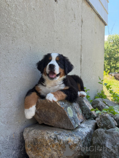 Photo №1. bernese mountain dog - for sale in the city of Berlin | negotiated | Announcement № 168566