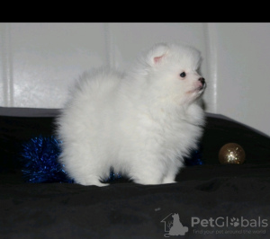 Photo №4. I will sell pomeranian in the city of Minsk. private announcement - price - 800$