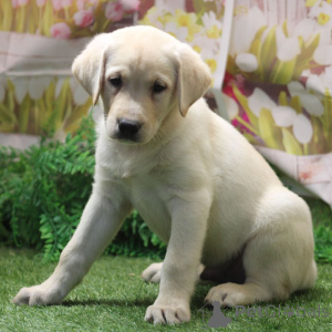 Photo №3. Flash Labrador Retriever Male 9 weeks old Ready to go home. Germany