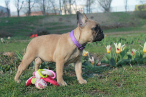 Additional photos: French bulldog for sale