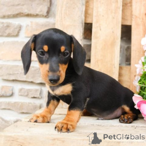 Photo №2 to announcement № 136924 for the sale of dachshund - buy in Switzerland breeder