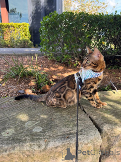Photo №2 to announcement № 152715 for the sale of bengal cat - buy in Switzerland private announcement