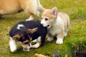 Photo №2 to announcement № 168443 for the sale of welsh corgi - buy in Denmark private announcement, breeder