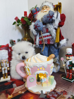Photo №2 to announcement № 161369 for the sale of pomeranian - buy in Georgia private announcement, from nursery, breeder
