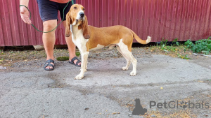 Photo №3. Swiss Hound breed puppies for sale! Date of birth is 2nd spring 2024.. Ukraine