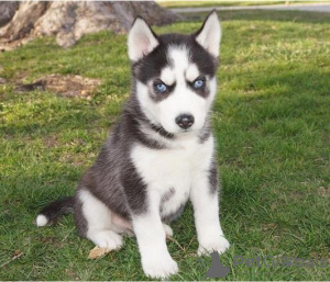 Photo №2 to announcement № 109604 for the sale of siberian husky - buy in Belgium private announcement