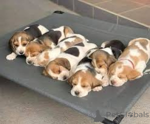 Photo №1. beagle - for sale in the city of Antwerp | 723$ | Announcement № 161796