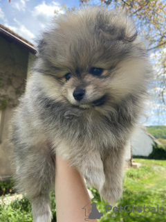 Photo №2 to announcement № 20393 for the sale of pomeranian - buy in Czech Republic 