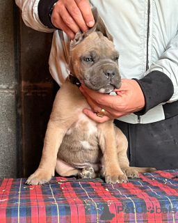 Additional photos: Cane corso