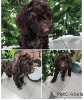 Additional photos: Lagotto Romagnolo puppies for sale